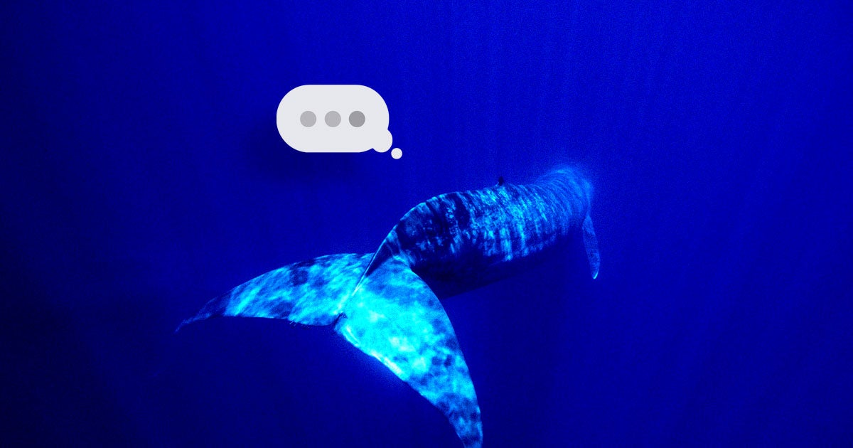 Scientists Alarmed as Whales Suddenly Going Silent
