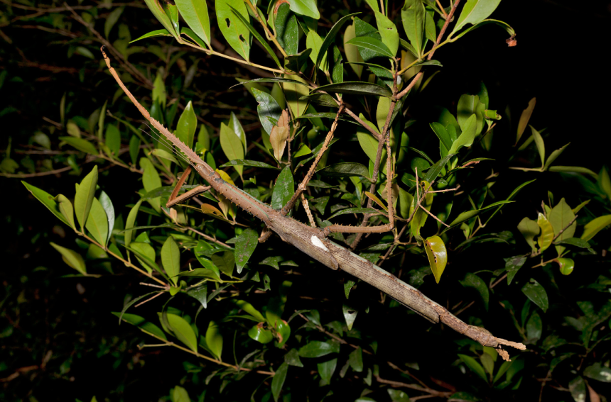 The giant insect is suspected to be the heaviest in the country.