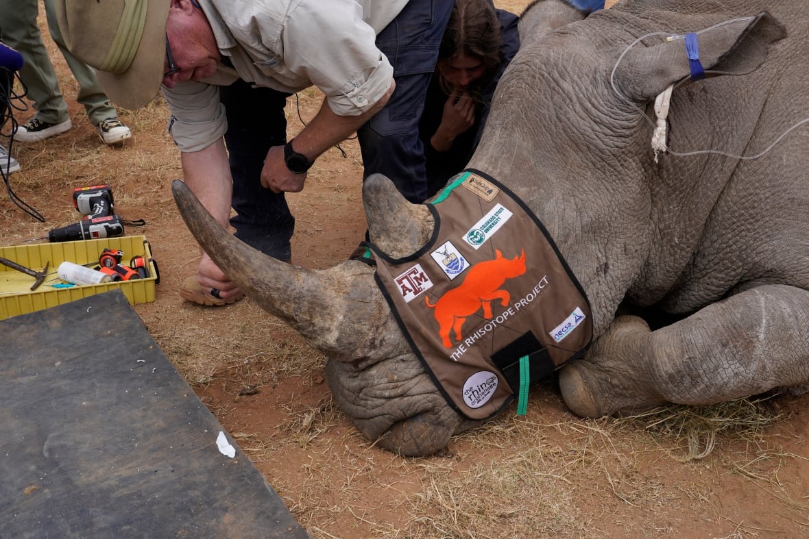 A man with a box of tools stands over a tranquilized rhino with a cover over its eyes. 