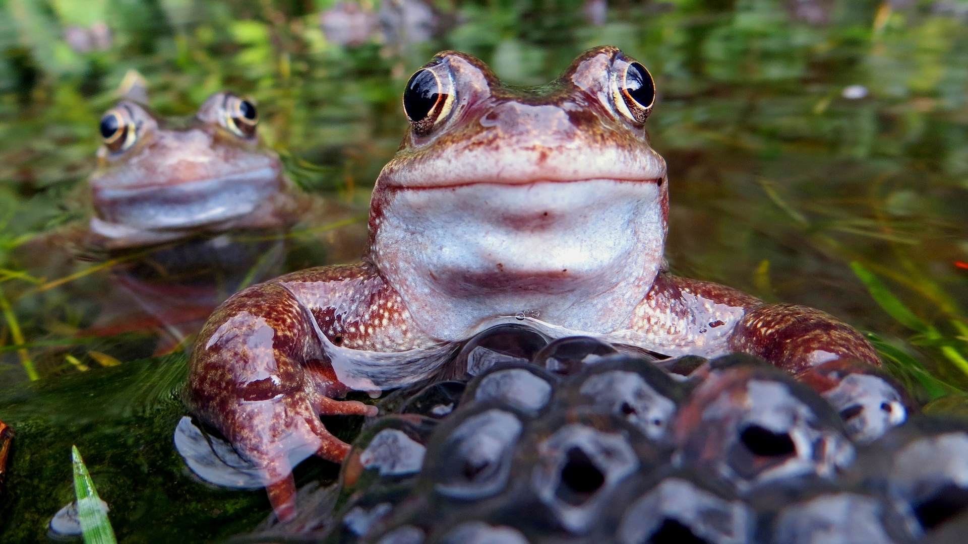 two frogs in the water with spawn in the foreground