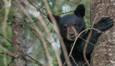 Bears raided a family's fridge, then came back for more