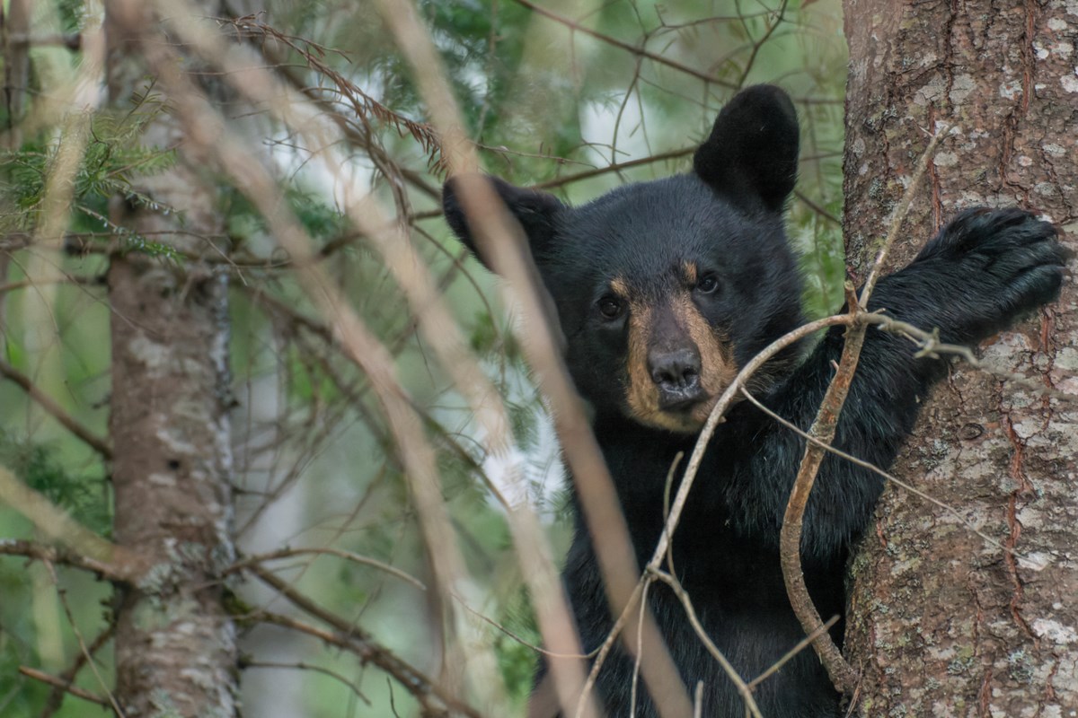 Bears raided a family's fridge, then came back for more