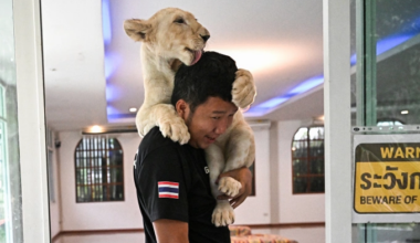 'Absolute madness': Thailand's pet lion problem