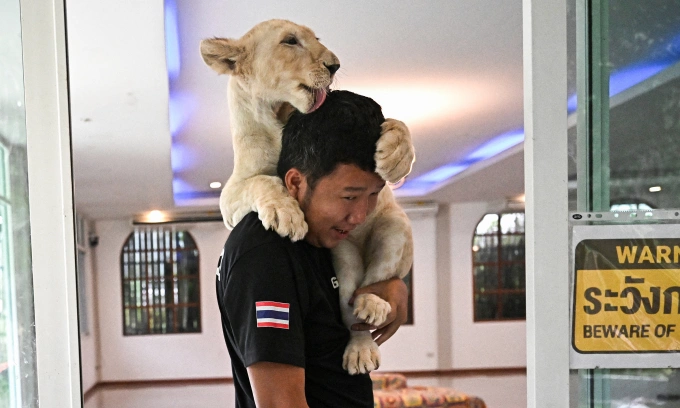 'Absolute madness': Thailand's pet lion problem