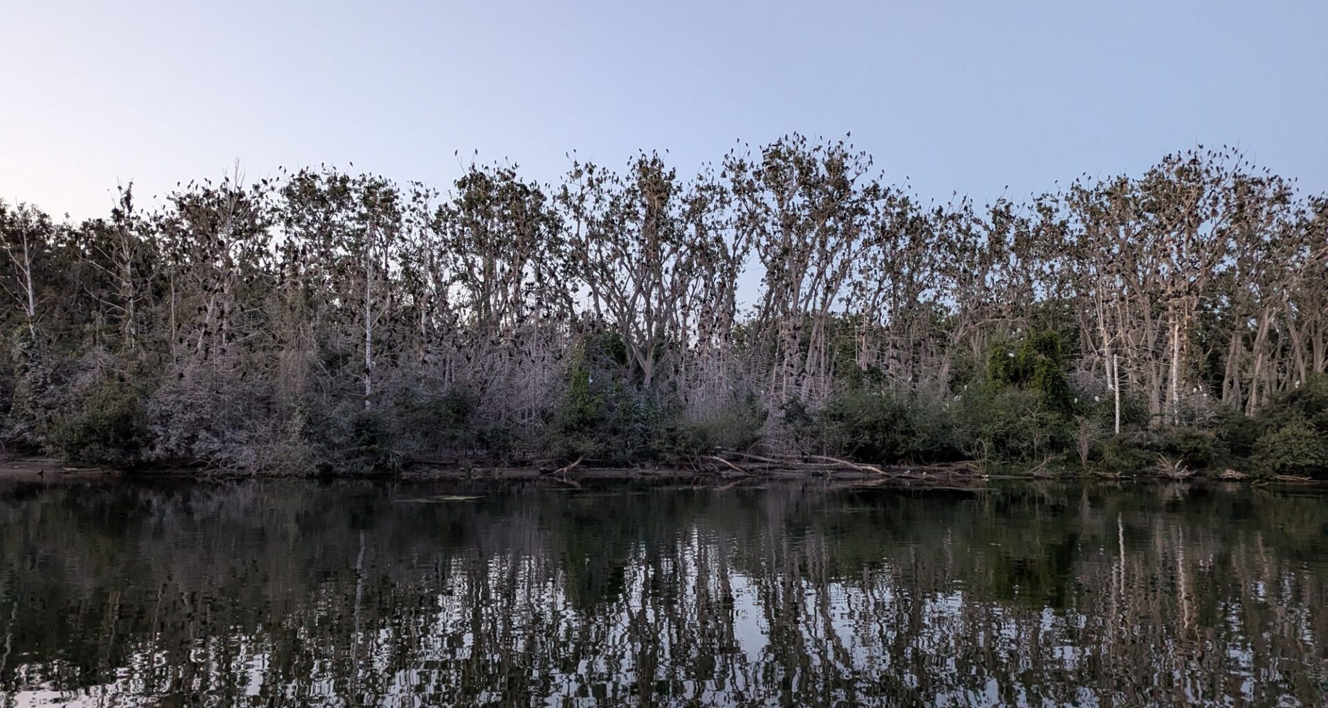 We Need To Talk About the Cormorants