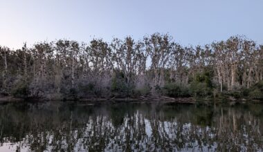 We Need To Talk About the Cormorants