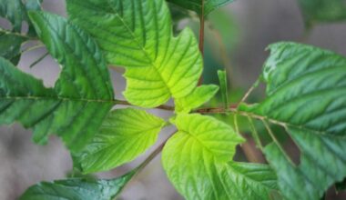 Company says its natural kratom products are safe from FDA regulations