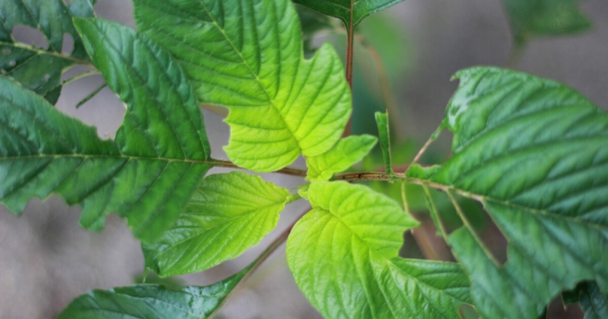 Company says its natural kratom products are safe from FDA regulations