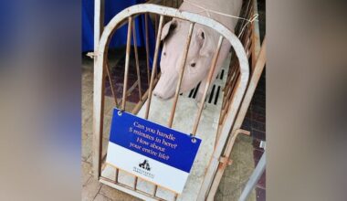 Humane Society asked to leave Hanover fair over papier mâché pig, human-sized cage