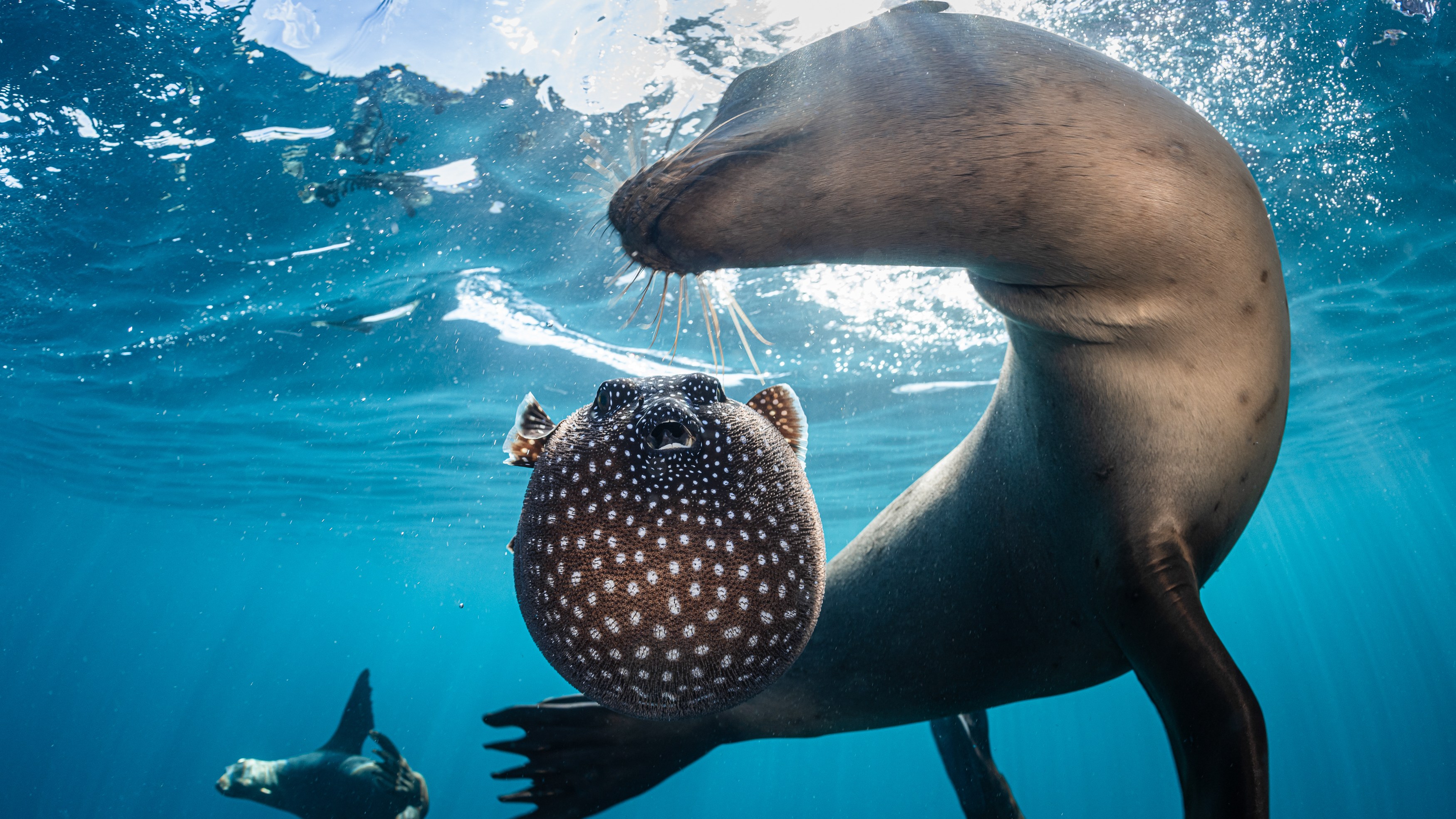 Sea lions play pufferfish games — and other news in pictures