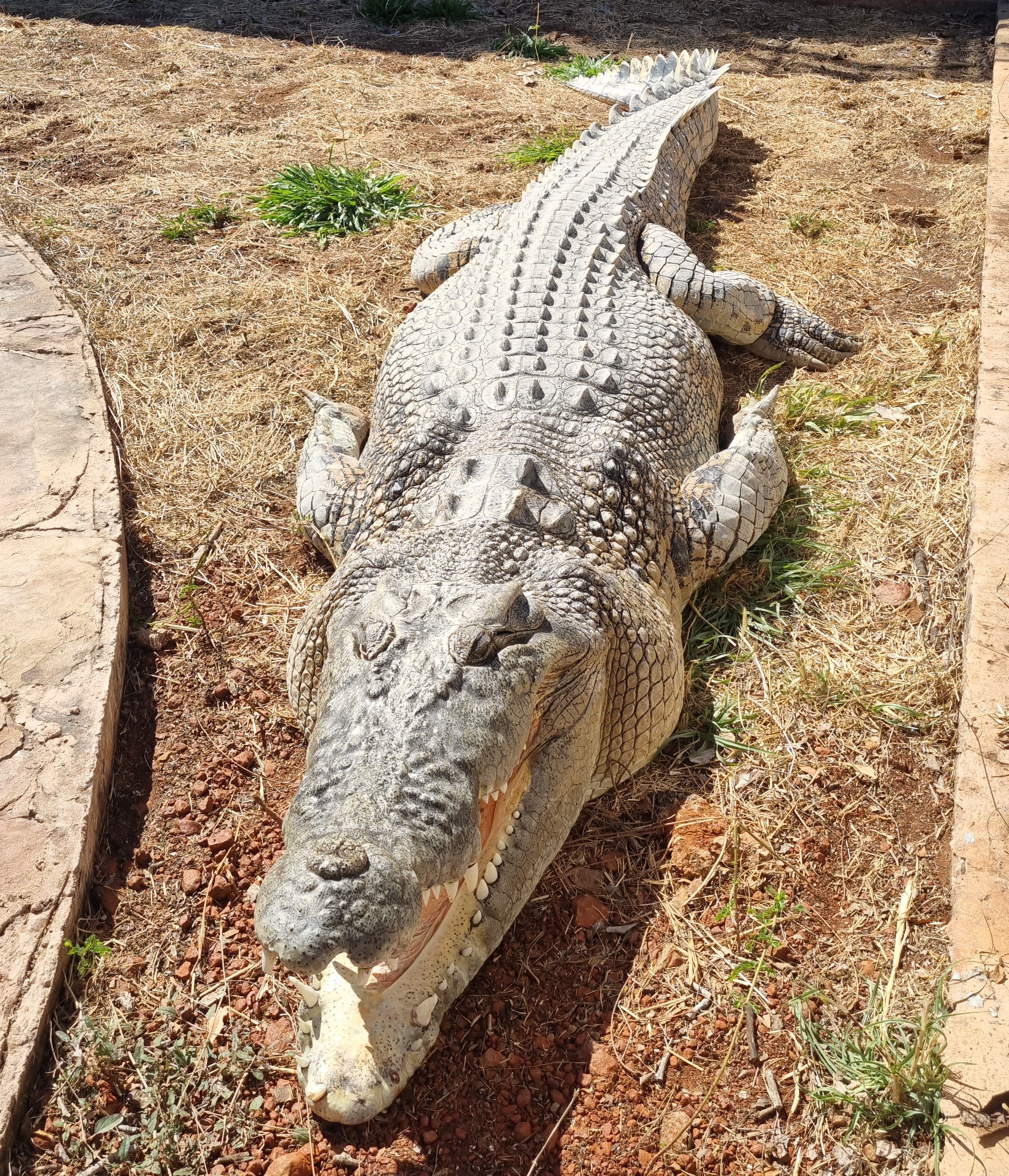 Large crocodile lying on the ground with its mouth open.