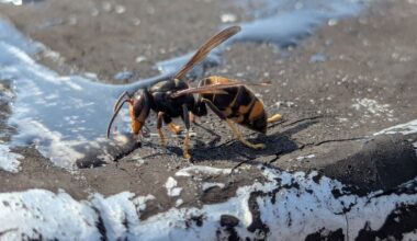 NPWS confirms 24 verified sightings of Asian hornets
