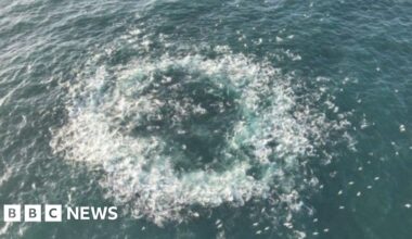 Bluefin tuna feeding frenzy captured on film off Alderney