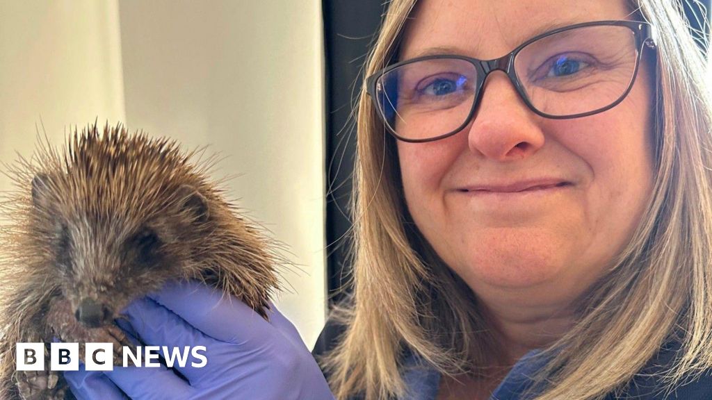 We have turned our home in Burtisland into a hedgehog hospital