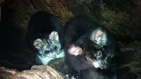 The secret life of greater gliders: sneezes, squabbles and a brand-new baby – video