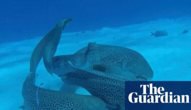 ‘Involved sequentially’: leopard sharks observed mating for first time in wild have threesome | Marine life