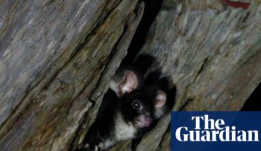 Government required to create plan to protect greater glider in major legal win for Wilderness Society | Endangered species