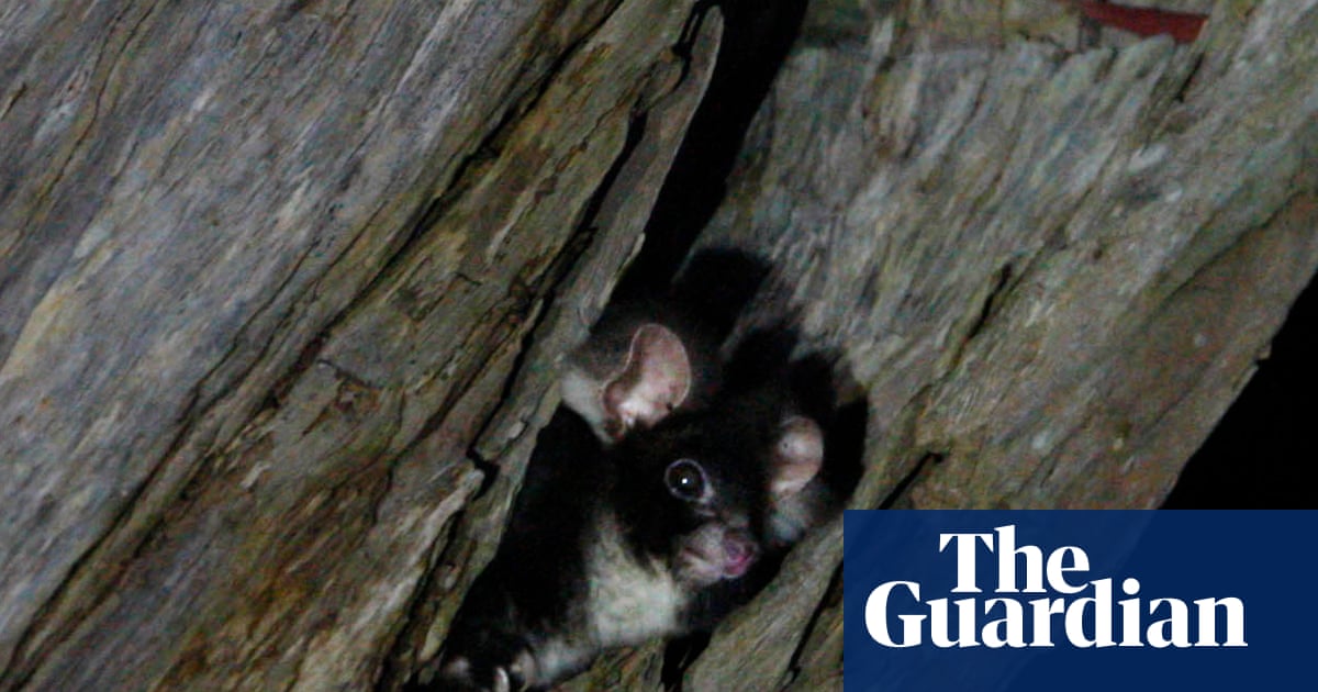 Government required to create plan to protect greater glider in major legal win for Wilderness Society | Endangered species