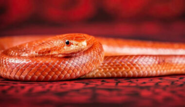 8 Stunning Orange Animals You Won’t Believe Exist