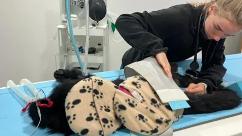 Mochdre Vets The black fluffy form of a monkey lies on a medical table, only barely recognisable underneath cushions and medical kit.  A woman with blonde hair is bending over the table making checks before the scan.