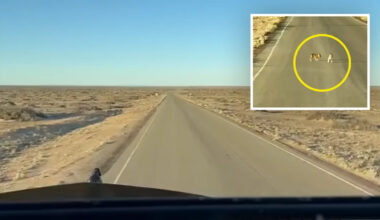 Truckie praised for quick thinking after incredible find on remote Aussie road