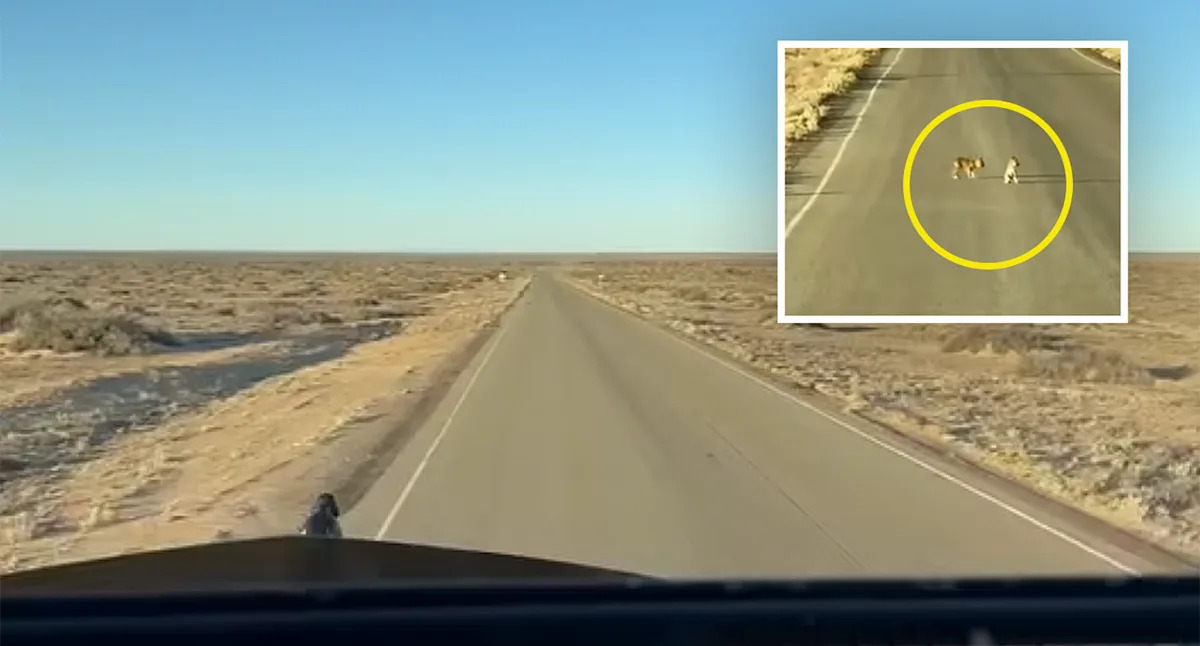 Truckie praised for quick thinking after incredible find on remote Aussie road