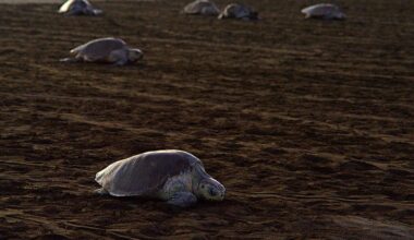 Costa Rica's Ostional Refuge Sees Major Turtle Nesting Event Enter Final Days
