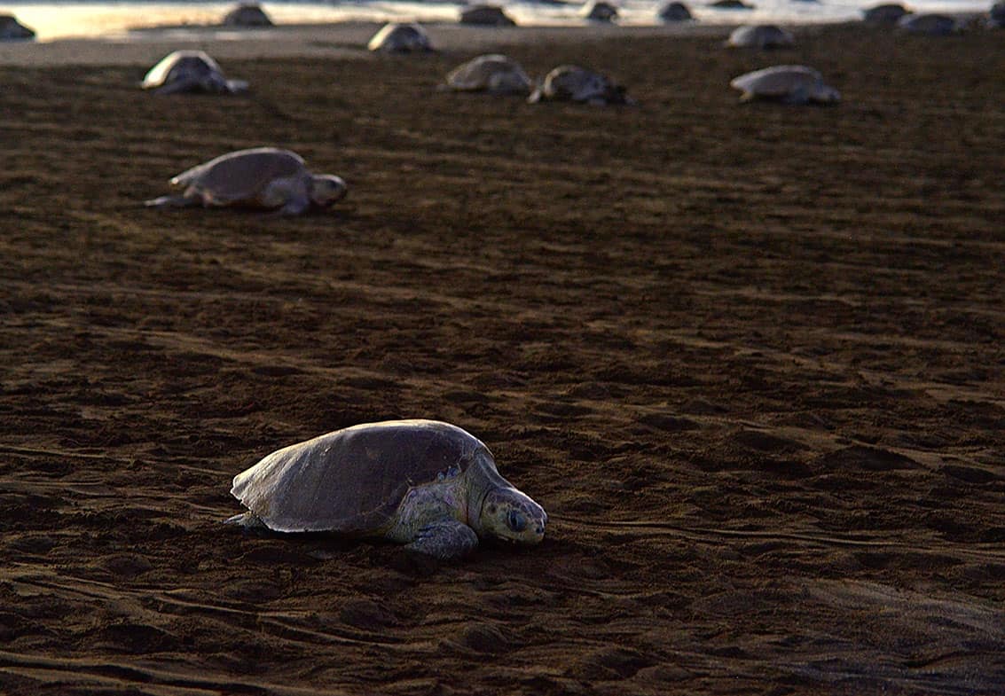 Costa Rica's Ostional Refuge Sees Major Turtle Nesting Event Enter Final Days