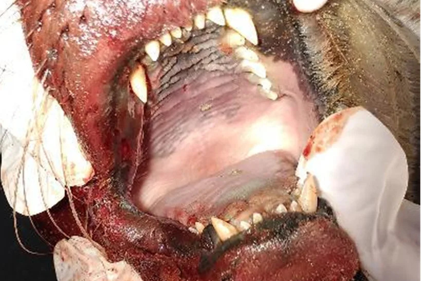 A pair of hands in surgical white gloves are holding a seal's mouth open. There are red areas visible.