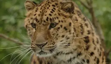 Leopard on the loose in Muzaffarabad captured after 36 hours - Pakistan