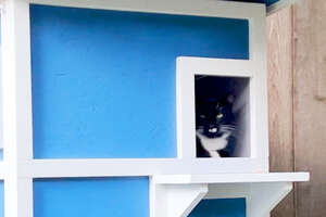 Freezing Feral Cat Needed a Home – He Built One Just in Time