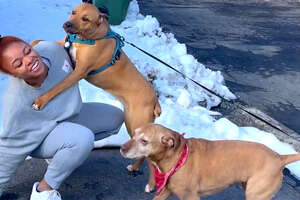 Pit Bull Mom Explains: What Do Dogs Have To Do With Race?