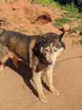 Husky Left Tied To Chain Without Shelter Transforms After Finding True Love