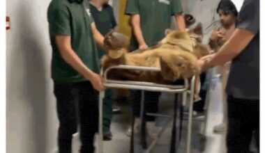 Turkey bear gets stomach troubles; lands in hospital on stretcher after overeating fruits - video | World News