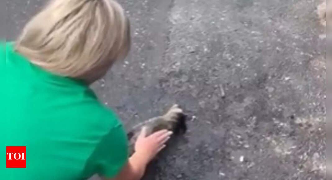 Viral video: Kentucky nurse revives baby raccoon with CPR; watch