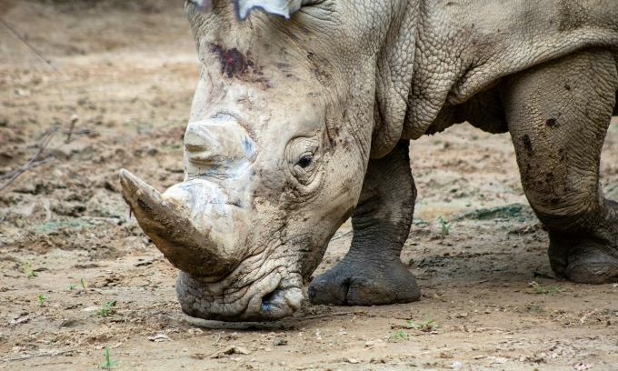 Vietnamese man caught smuggling $200,000 worth of rhino horns in Thailand