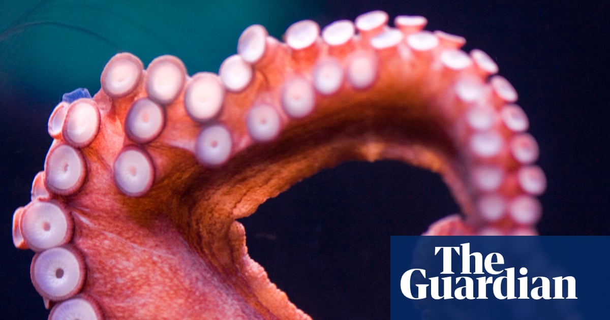 Octopuses prefer to use different arms for different tasks, scientists find | Marine life