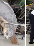 Man Spots 'Dead' Sea Turtle Trapped On Land And Brings Her Back To Life