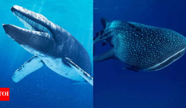 Blue Whale vs. Whale Shark: Comparing the giants’ size, diet, habitat, and oceanic behaviour |