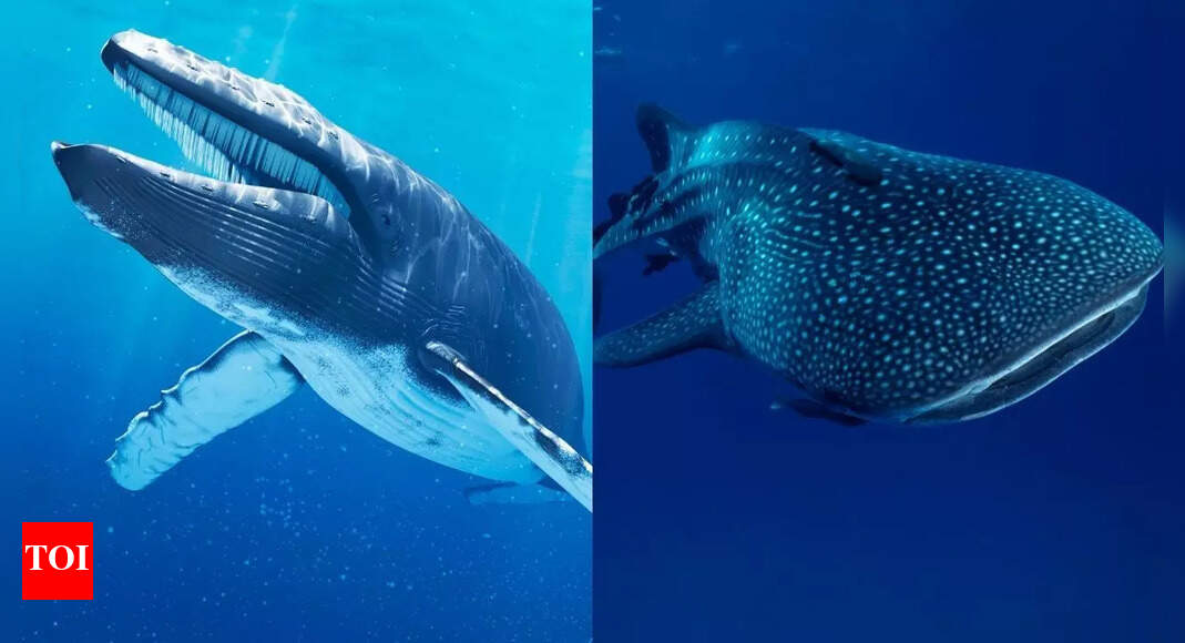 Blue Whale vs. Whale Shark: Comparing the giants’ size, diet, habitat, and oceanic behaviour |