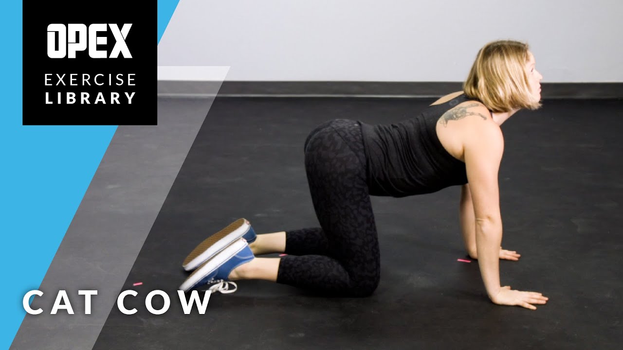 Cat Cow - OPEX Exercise Library - YouTube