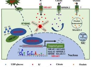Decoding tomato’s genetic defense against aluminum toxicity