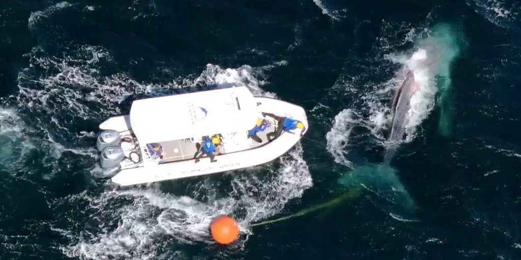 Humpback whale freed from fishing line during 'challenging operation'