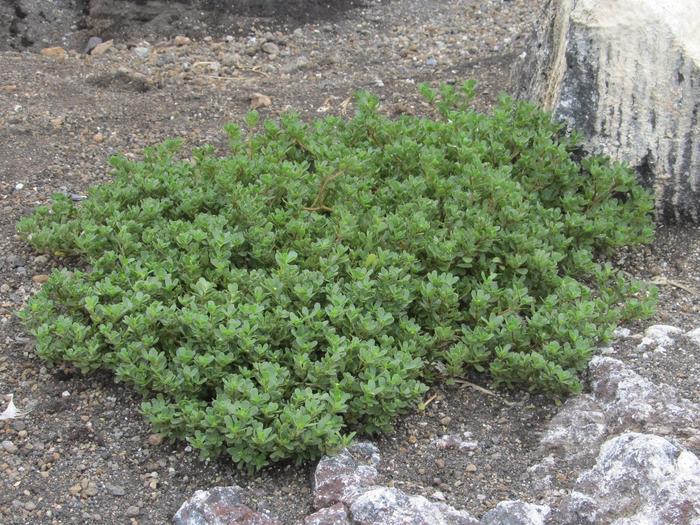 Populations of Portulaca oleracea on Nishinoshima, an active volcanic island.