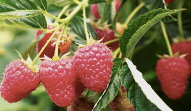 Plant Sciences Genetics expands global berry breeding with new raspberry varieties
