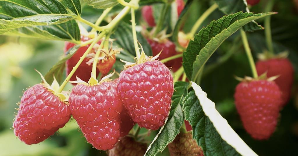 Plant Sciences Genetics expands global berry breeding with new raspberry varieties
