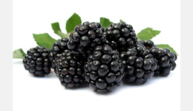Looking into the genetic makeup of blackberries