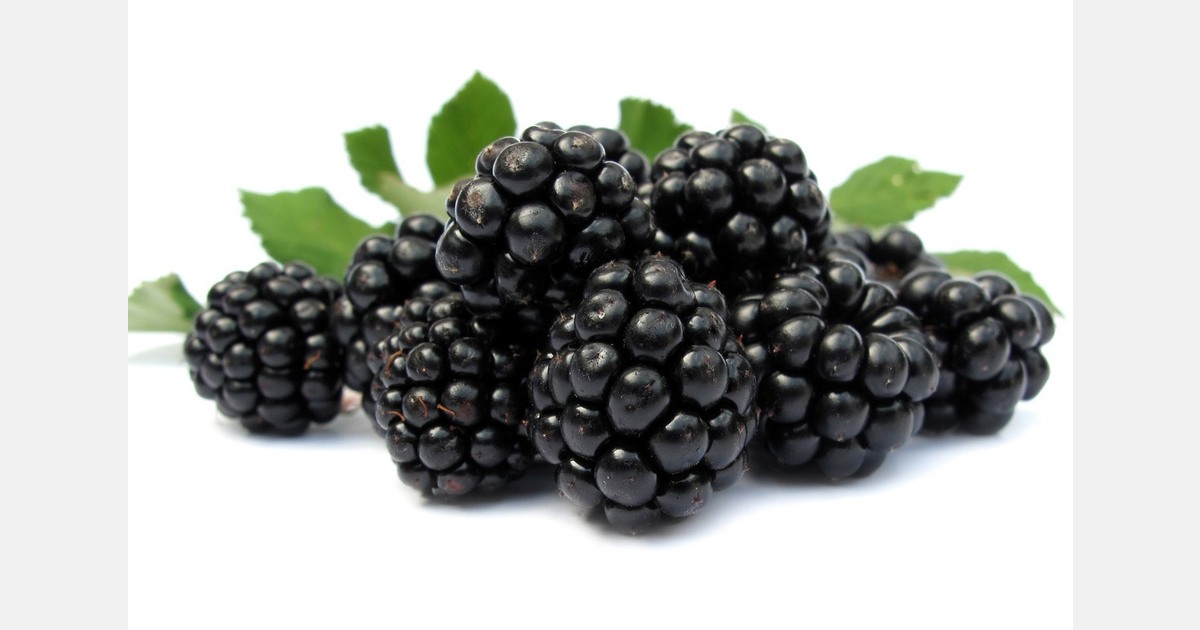 Looking into the genetic makeup of blackberries