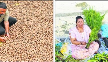 Walnuts, wisdom and wellness: The many layers of Sair