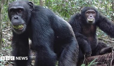 Two chimpanzees sit in a forest.  The background is dense with vegetation, including trees and various plants. Both animals have their mouths half open as they chew on fruit.